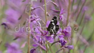 蝴蝶白上将(Limenitiscamilla)在浮萍或大柳草的花朵上